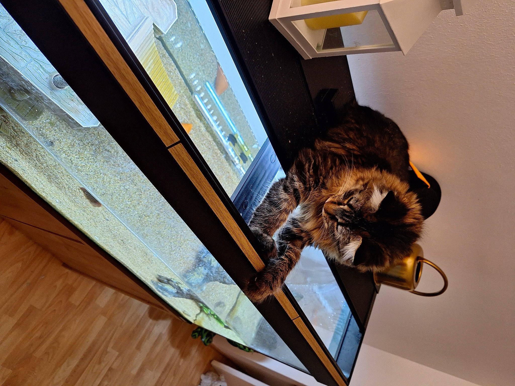 Moon participe au concours pour gagner de l'argent avec cette photo : carnivore, cat, domestic_short_haired_cat, feather, felidae, flooring, fur, hardwood, hat, house, metal, plank, room, small_to_medium_sized_cats, tail, varnish, whiskers, window, wood, wood_stain