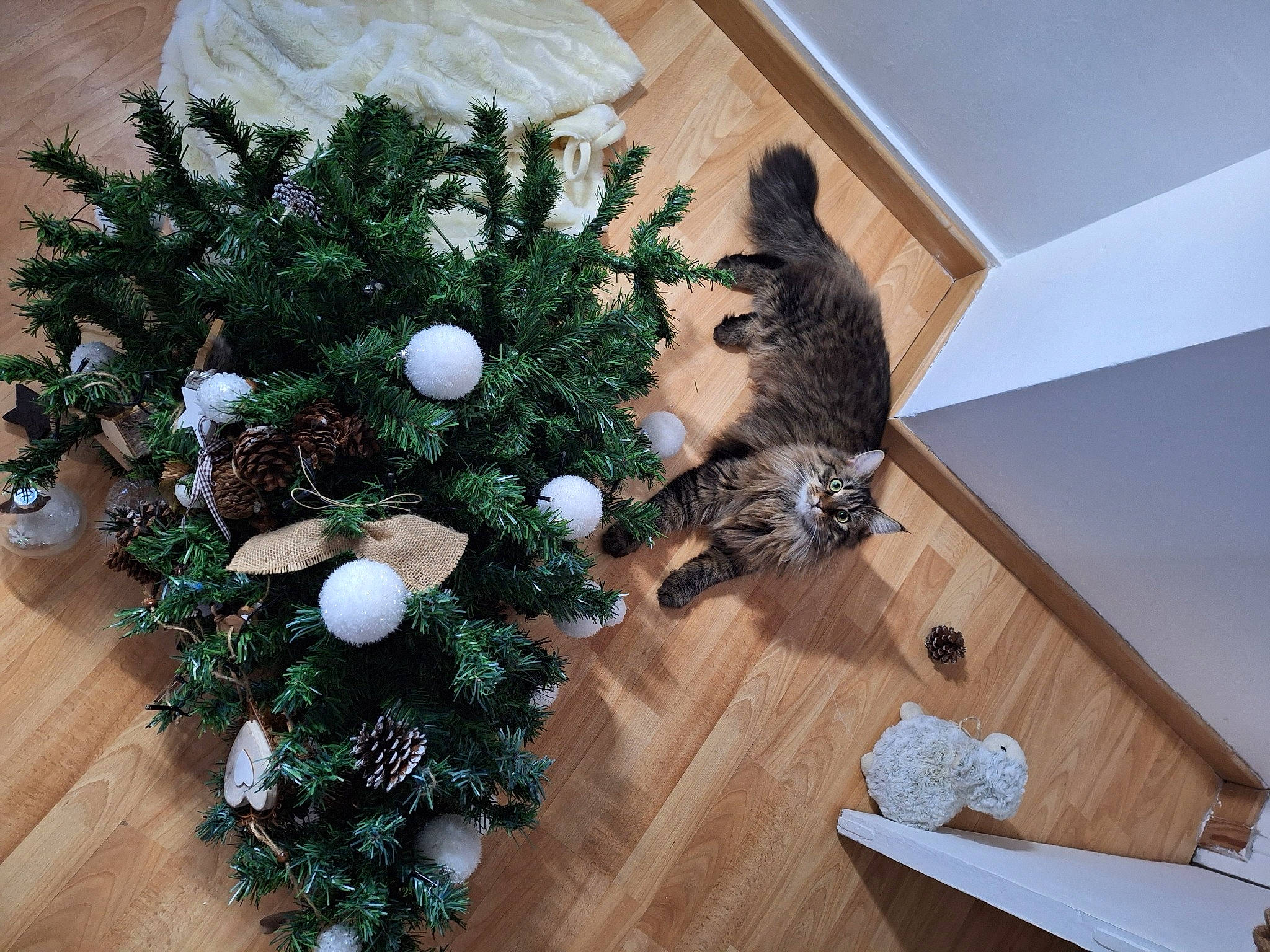 Moon participe au concours pour gagner de l'argent avec cette photo : christmas, christmas_decoration, christmas_ornament, christmas_tree, conifer, event, evergreen, flooring, flower_arranging, hardwood, holiday, holiday_ornament, houseplant, living_room, ornament, plant, tree, twig, wood, wood_stain