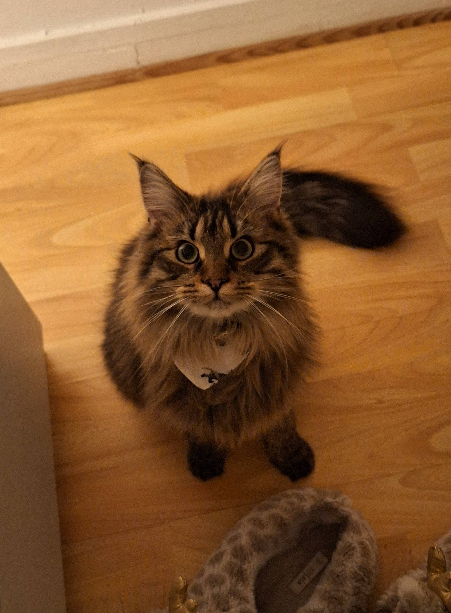 Moon participe au concours pour gagner de l'argent avec cette photo : brown, carnivore, cat, domestic_short_haired_cat, fawn, felidae, floor, flooring, fur, grey, hardwood, laminate_flooring, paw, small_to_medium_sized_cats, snout, tail, whiskers, wood, wood_flooring, wood_stain