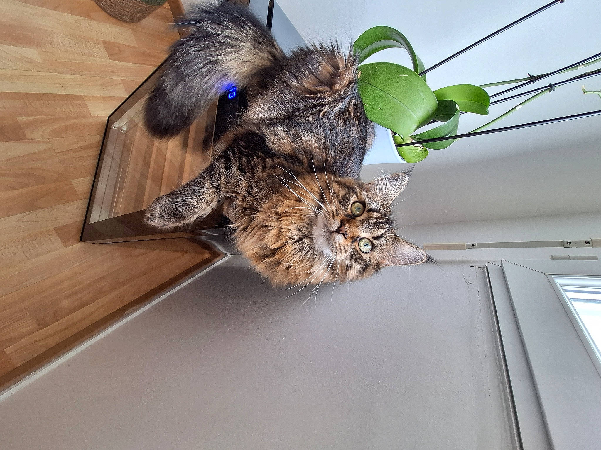 Moon participe au concours pour gagner de l'argent avec cette photo : arthropod, bird_of_prey, domestic_short_haired_cat, feather, felidae, flowerpot, fur, hardwood, insect, megachilidae, plant, pollinator, small_to_medium_sized_cats, tail, toy_dog, twig, whiskers, wing, wood, wood_stain