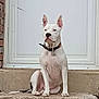 dog, white_dog, sitting, collar, steps, stone, door, outdoor, pet, animal, quiet, calm, watchful, ears_up, black_spot, front_view, house, brick_wall, daylight, still