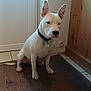 dog, white_dog, sitting, indoors, wooden_floor, door, collar, pet, animal, ears, floor, wall, tile, black_collar, domestic_animal, companion, canine, house, waiting, quiet