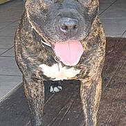Mystic a rejoint le concours — aidez-le/la à gagner de superbes lots ! dog, brindle, tongue_out, pet, animal, canine, standing, indoor, floor_mat, wooden_floor, collar, friendly, looking_at_camera, white_chest, paws, ears, nose, mouth, tile_floor, happy