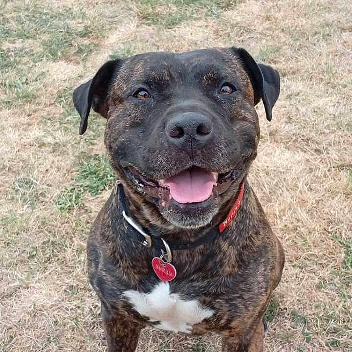 Mystic a rejoint le concours — aidez-le/la à gagner de superbes lots ! animal, black, brindle, brown, canine, closeup, collar, dog, ears, friendly, grass, happy, heart_shaped_tag, mammal, outdoor, pet, sitting, smiling, tongue_out, white_patch