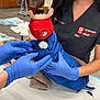 animal, animal_care, blue_suit, care, cat, clinic, ears, fur, gentle, gloves, hands, indoors, medical_equipment, pet, procedure, red_blindfold, table, towel, veterinary_professional, wrapping