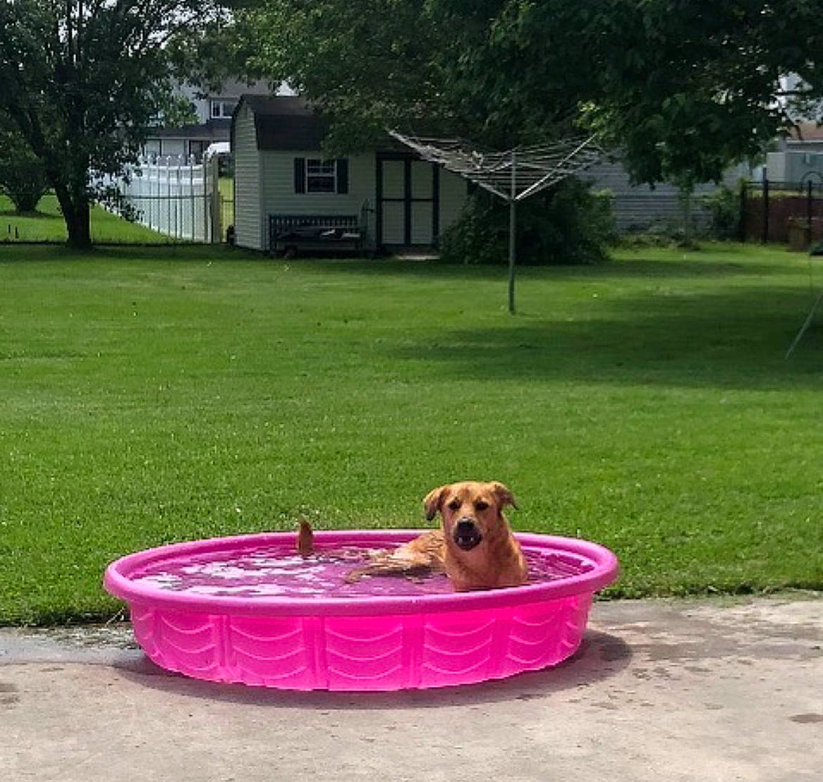 Stella joined the competition — help win amazing prizes! building, canidae, carnivore, companion_dog, dog, dog_breed, dog_supply, fawn, garden, grass, home, house, landscaping, lawn, leisure, pet_supply, plant, sporting_group, tree, window