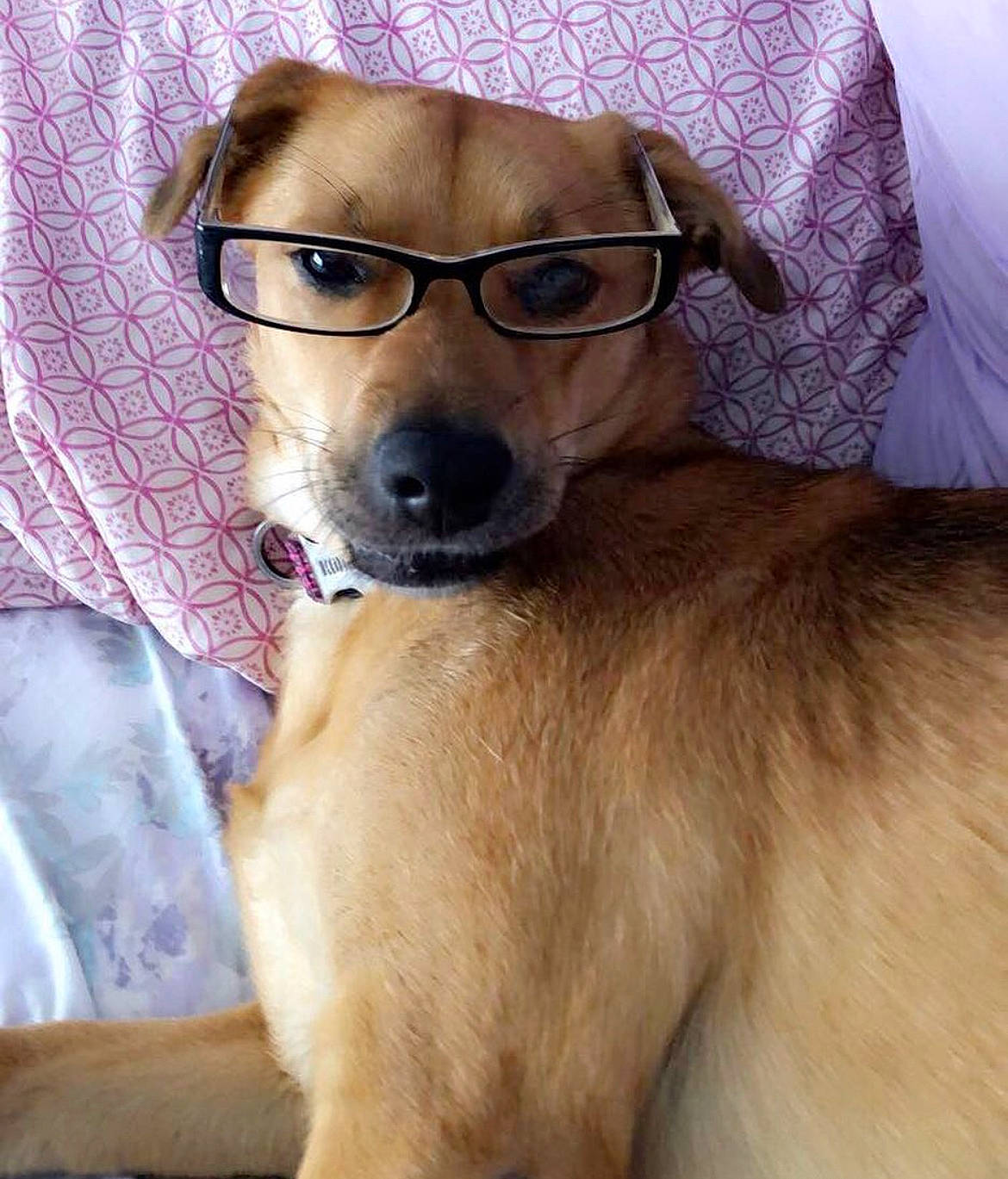 Stella joined the competition — help win amazing prizes! canidae, carnivore, chihuahua, collar, companion_dog, dog, dog_breed, eyewear, fawn, fur, liver, non_sporting_group, paw, pet_supply, puppy, snout, sporting_group, toy_dog, whiskers, working_animal