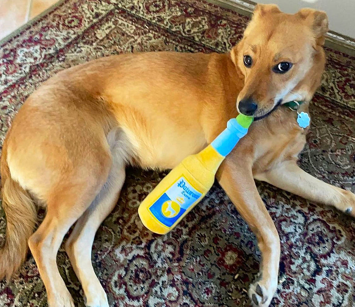 Stella is registered to the contest to win money with this photo: ancient_dog_breeds, canidae, carnivore, collar, companion_dog, dog, dog_breed, dog_supply, fawn, hunting_dog, liver, paw, pet_supply, snout, sporting_group, tail, terrestrial_animal, working_animal