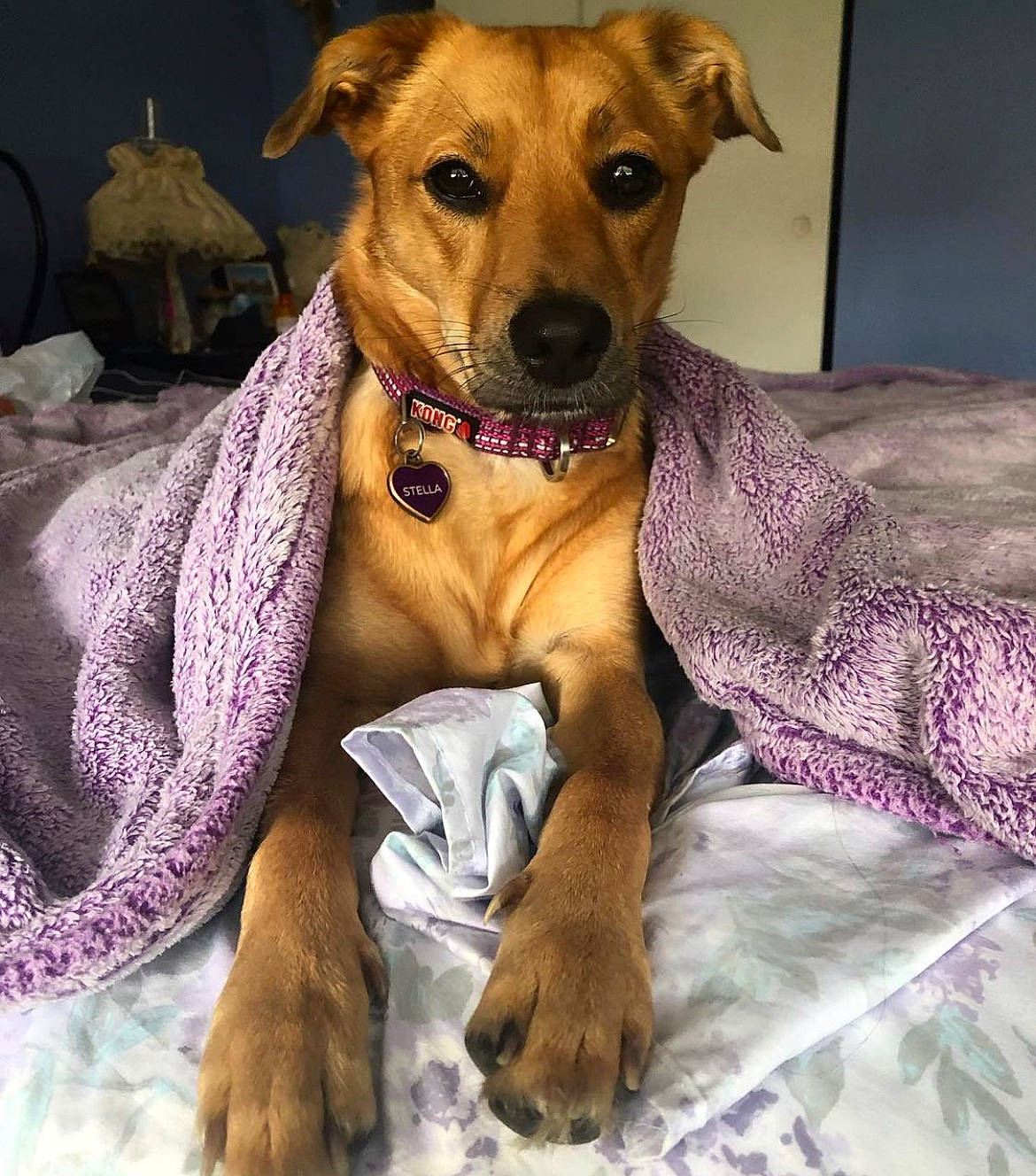 Stella joined the competition — help win amazing prizes! ancient_dog_breeds, canidae, carnivore, collar, comfort, companion_dog, dog, dog_breed, dog_collar, dog_supply, fawn, fur, paw, plant, purple, snout, sporting_group, toy_dog, whiskers, working_animal