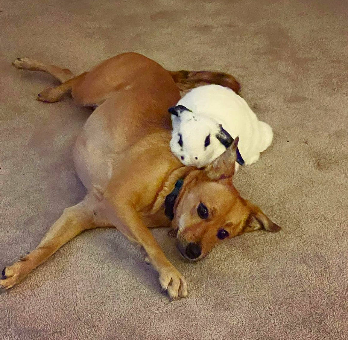 Stella is registered to the contest to win money with this photo: ancient_dog_breeds, canidae, carnivore, comfort, companion_dog, dog, dog_breed, dog_supply, fawn, flooring, hardwood, non_sporting_group, paw, snout, sporting_group, tail, terrestrial_animal, toy_dog, wood, working_animal