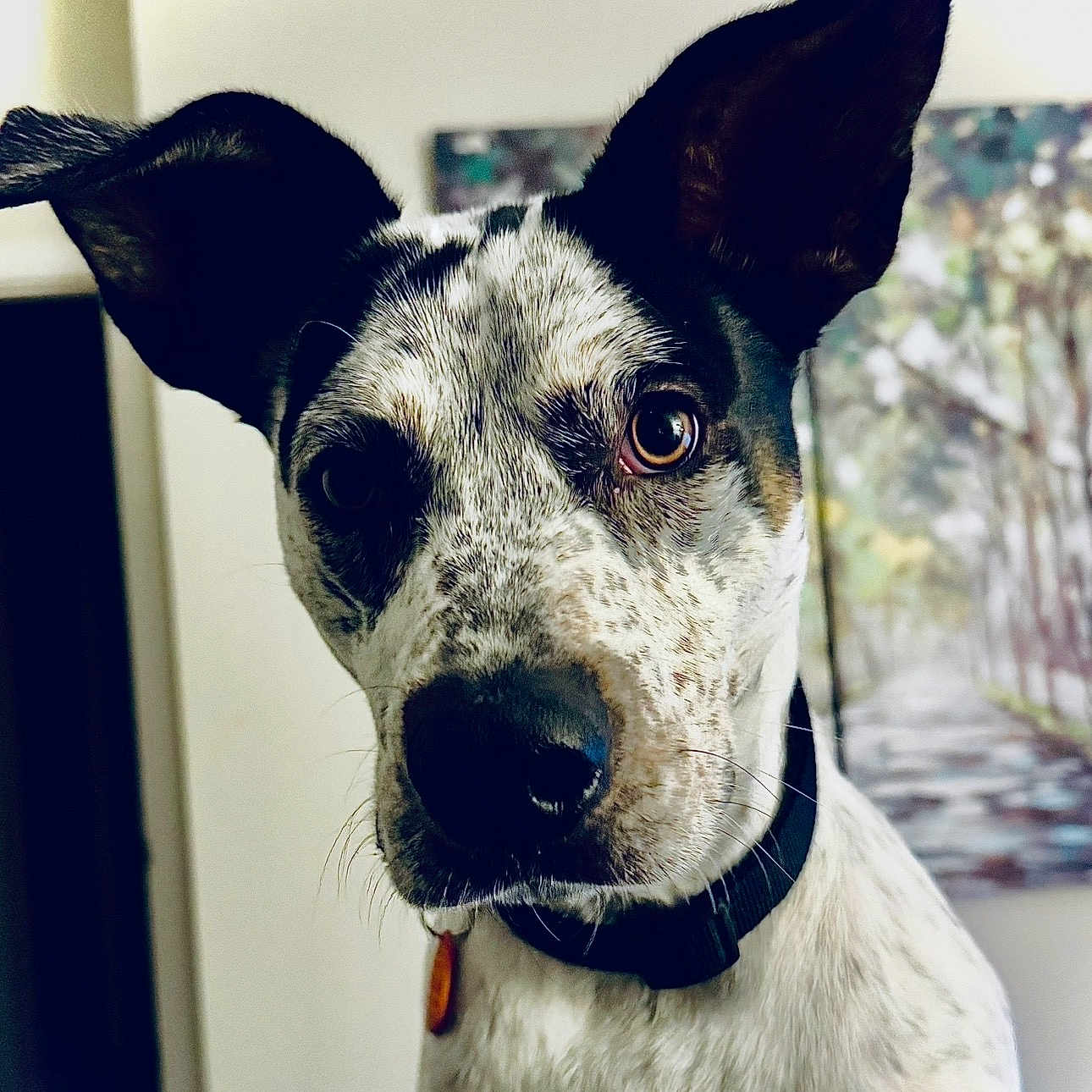 Dirk joined the competition — help win amazing prizes! dog, animal, pet, black_and_white, ears, fur, collar, indoor, portrait, close_up, curious, expression, painting, background, canine, muzzle, whiskers, alert, face, domestic
