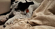 Dirk is registered to the contest to win money with this photo: animal, bed, blanket, canine, closeup, comfort, cozy, dog, domestic, fur, indoor, napping, paw, pet, quiet, relaxation, resting, sleeping, soft, warm