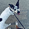 dog, black_and_white, spots, leash, pavement, sidewalk, person, sneakers, legs, smiling_dog, ears_up, outdoor, pet, walking, happy, canine, closeup, looking_back, daylight, casual