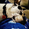dog, sleeping, blanket, indoor, pet, collar, relaxing, resting, closeup, furry, comfort, animal, domestic, cute, cozy, face, muzzle, white, black_spots, texture