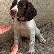 Baya a rejoint le concours — aidez-le/la à gagner de superbes lots ! puppy, dog, brown, white, sitting, ears, curious, hands, human, rocky_ground, hose, collar, pet, young, outdoor, texture, wall, cute, animal, attention