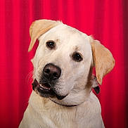 Atom a rejoint le concours — aidez-le/la à gagner de superbes lots ! dog, labrador_retriever, yellow_lab, pet, animal, portrait, head_tilt, curious, canine, fur, ears, collar, studio, red_curtain, background, closeup, friendly, domestic_animal, mammal, looking