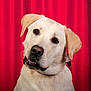 dog, labrador_retriever, yellow_lab, pet, animal, portrait, head_tilt, curious, canine, fur, ears, collar, studio, red_curtain, background, closeup, friendly, domestic_animal, mammal, looking
