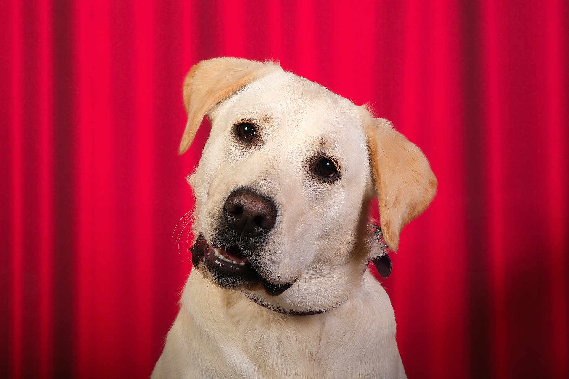 Atom a rejoint le concours — aidez-le/la à gagner de superbes lots ! dog, labrador_retriever, yellow_lab, pet, animal, portrait, head_tilt, curious, canine, fur, ears, collar, studio, red_curtain, background, closeup, friendly, domestic_animal, mammal, looking