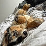 Versus a rejoint le concours — aidez-le/la à gagner de superbes lots ! animal, bed, blanket, comfort, companion, cozy, cute, dog, ears, fur, indoor, looking_up, lying_down, paws, pet, puppy, resting, sleepy, soft, tricolor