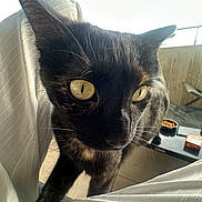 Yuna participe au concours pour gagner de l'argent avec cette photo : cat, black_cat, close_up, yellow_eyes, pet, animal, curious, indoor, balcony, table, natural_light, whiskers, fur, paw, face, looking, domestic_cat, feline, curiosity, daylight