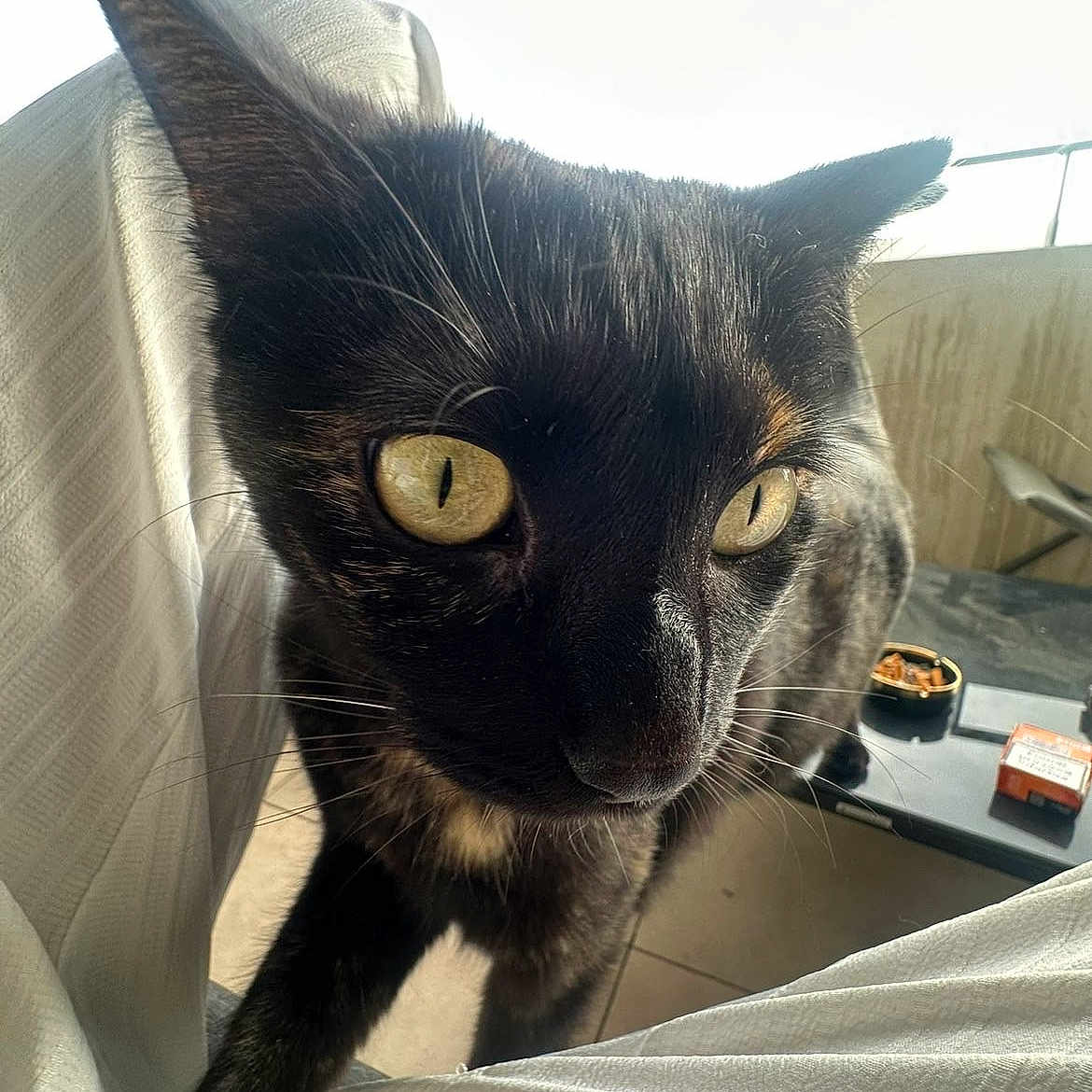 Yuna participe au concours pour gagner de l'argent avec cette photo : cat, black_cat, close_up, yellow_eyes, pet, animal, curious, indoor, balcony, table, natural_light, whiskers, fur, paw, face, looking, domestic_cat, feline, curiosity, daylight