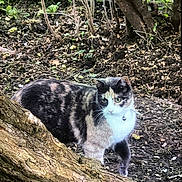 Chipie participe au concours pour gagner de l'argent avec cette photo : cat, calico_cat, garden, soil, tree_trunk, plants, outdoor, nature, animal, pet, whiskers, greenery, collar, curious, mammal, feline, ground, bark, leaves, daylight