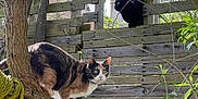 Chipie a rejoint le concours — aidez-le/la à gagner de superbes lots ! cat, tree, fence, outdoor, wood, branch, animal, pet, nature, greenery, curious, colorful, playful, two_cats, sunlight, garden, wooden_fence, climbing, eyes, fur