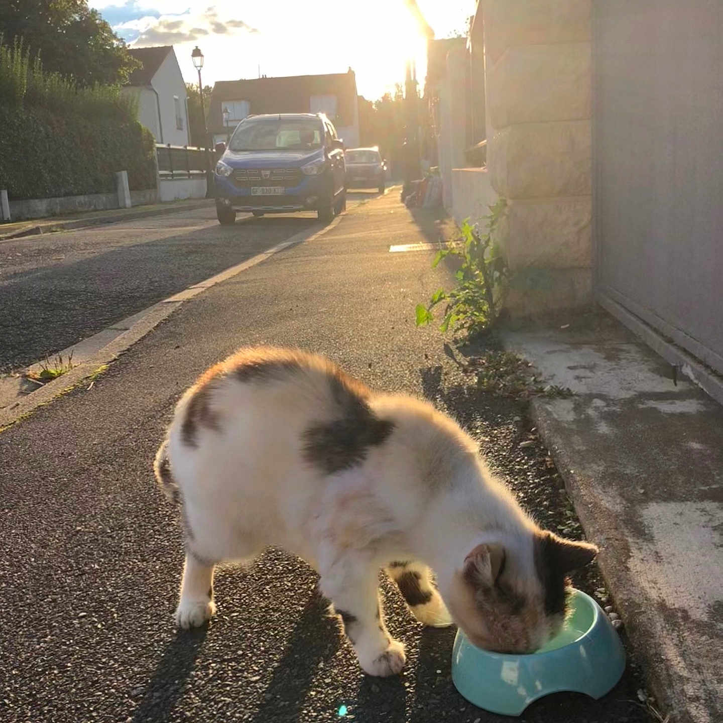Plum a rejoint le concours — aidez-le/la à gagner de superbes lots ! animal, bowl, building, cat, daylight, house, lamp_post, nature, outdoor, pavement, pet, plant, quiet, road, shadow, sidewalk, street, sunlight, sunset, vehicle