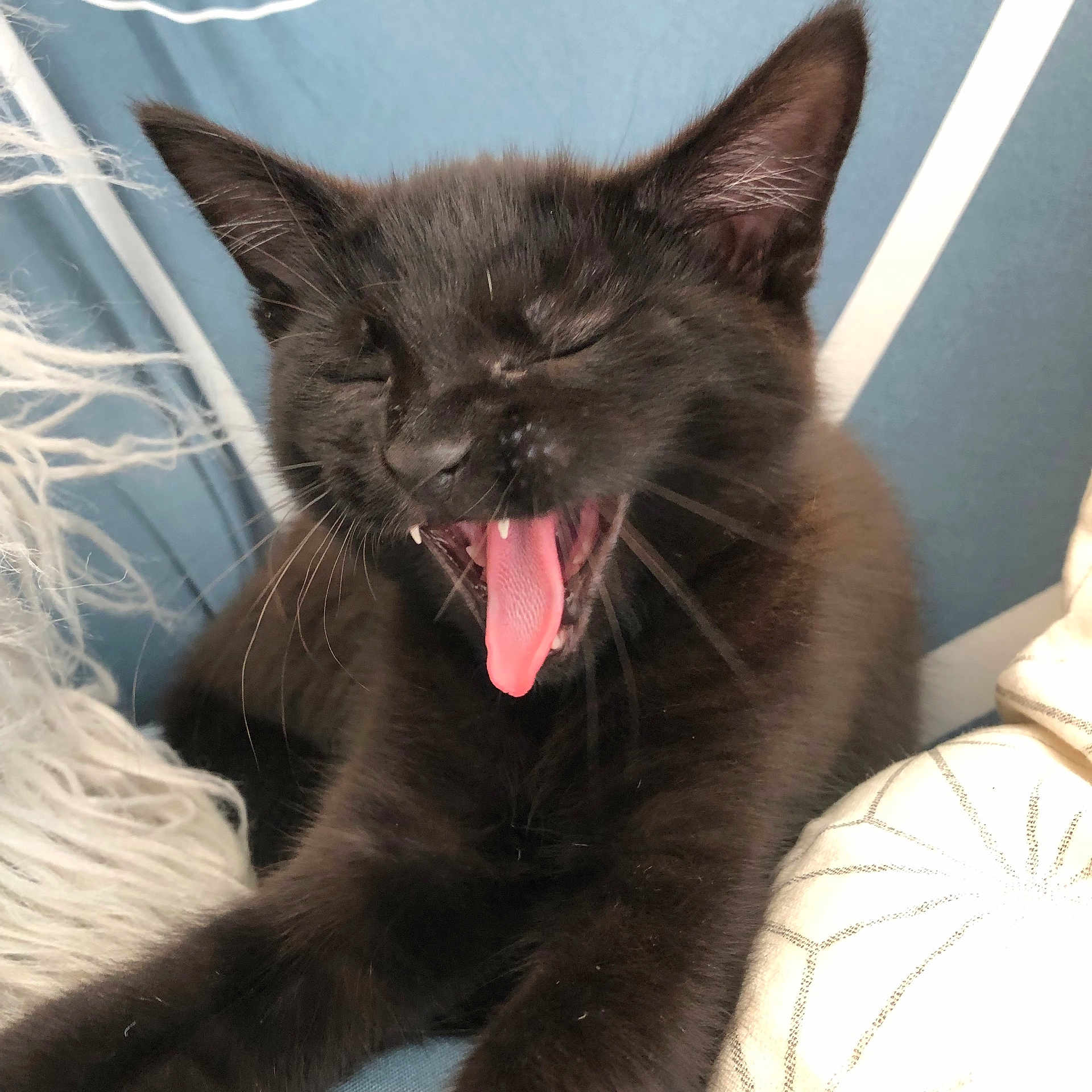 Nimouë participe au concours pour gagner de l'argent avec cette photo : animal, black_cat, blue_background, closeup, cozy, cute, ears, feline, fur, indoor, kitten, pet, resting, sleepy, soft_texture, tongue_out, whiskers, white_pillow, yawning, young_cat