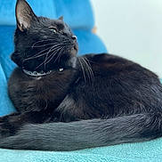 Nimouë a rejoint le concours — aidez-le/la à gagner de superbes lots ! black_cat, cat, pet, animal, feline, whiskers, fur, tail, collar, blue_blanket, blue_chair, indoor, relaxed, resting, cute, domestic_cat, side_view, soft_texture, cozy, curious