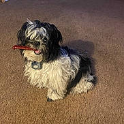 Buddy joined the competition — help win amazing prizes! dog, pet, carpet, indoor, chew_toy, black_and_white, fur, sitting, cute, animal, fluffy, small_dog, collar, playful, domestic, companion, furry, mouth, toy, household