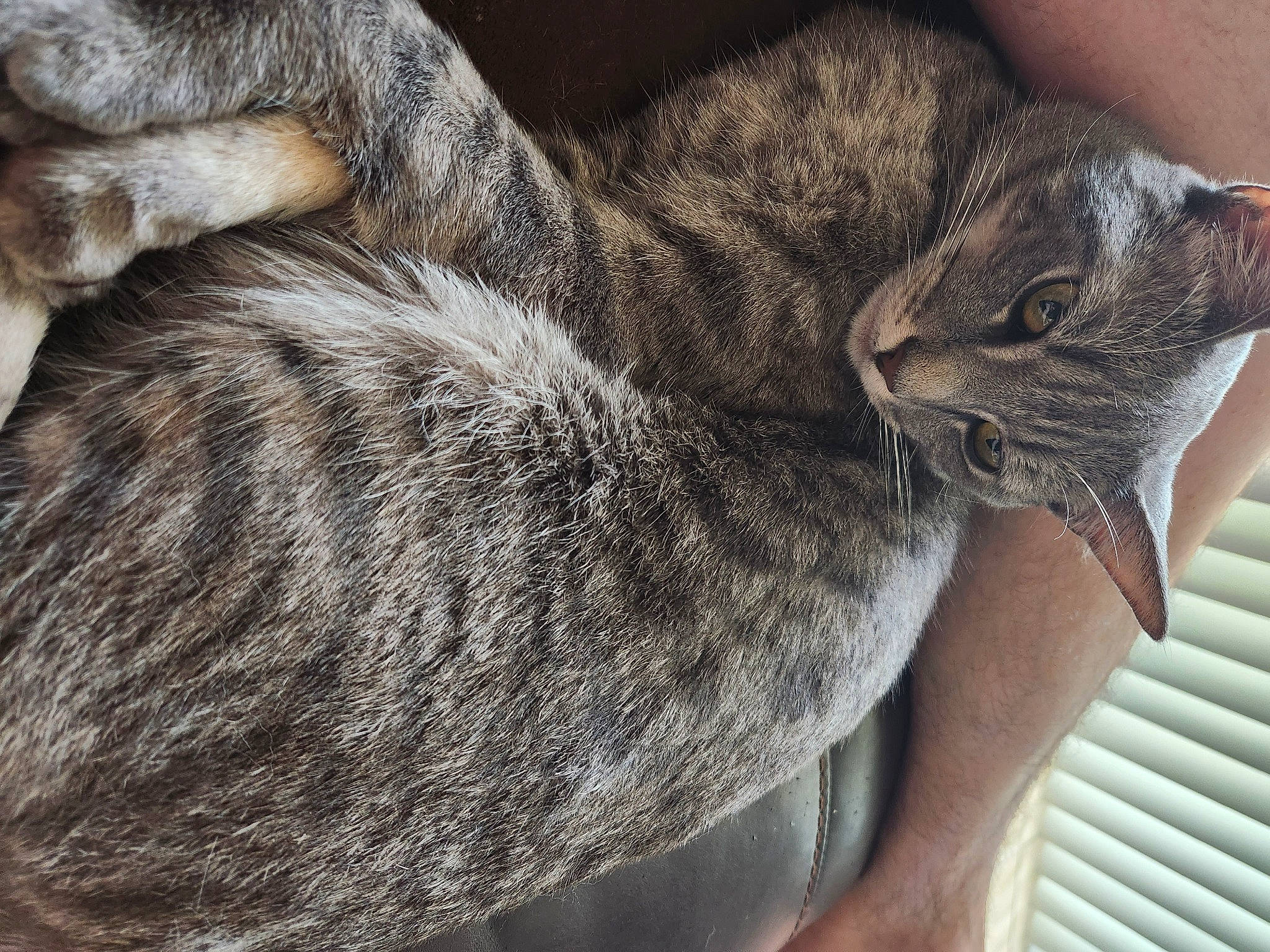 Floki is registered to the contest to win money with this photo: carnivore, cat, claw, comfort, domestic_short_haired_cat, felidae, fur, gesture, grey, nap, paw, sleep, small_to_medium_sized_cats, snout, tail, terrestrial_animal, tree, whiskers, wildlife, window