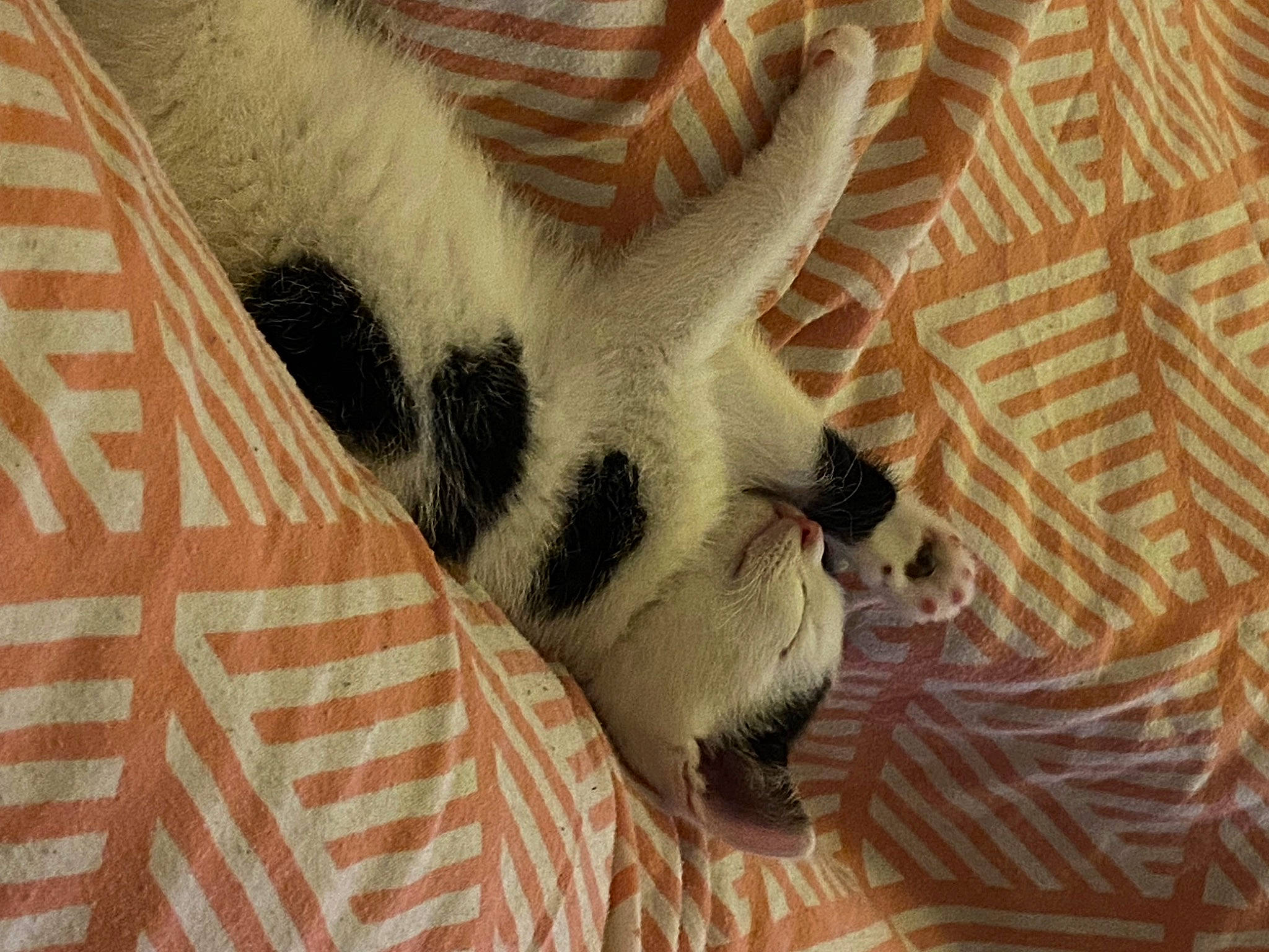 Bee joined the competition — help win amazing prizes! canidae, carnivore, comfort, companion_dog, dog_breed, eyelash, fawn, felidae, fur, linens, nap, pattern, paw, small_to_medium_sized_cats, snout, sporting_group, tail, terrestrial_animal, whiskers, wildlife