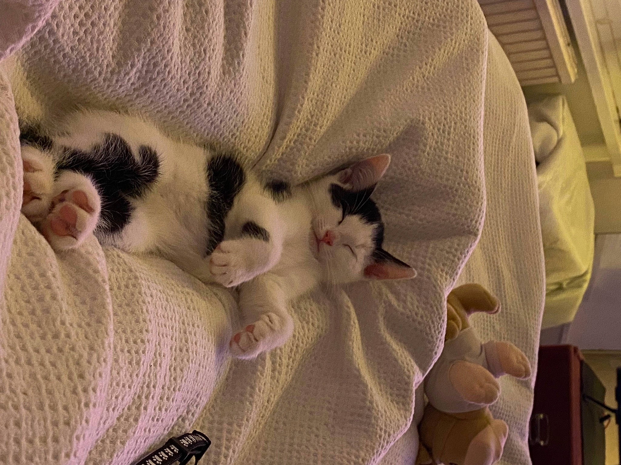 Bee joined the competition — help win amazing prizes! bag, bedding, blanket, carnivore, cat, comfort, domestic_short_haired_cat, fawn, felidae, fur, linens, pattern, paw, room, small_to_medium_sized_cats, tail, whiskers, wood, wool, woven_fabric