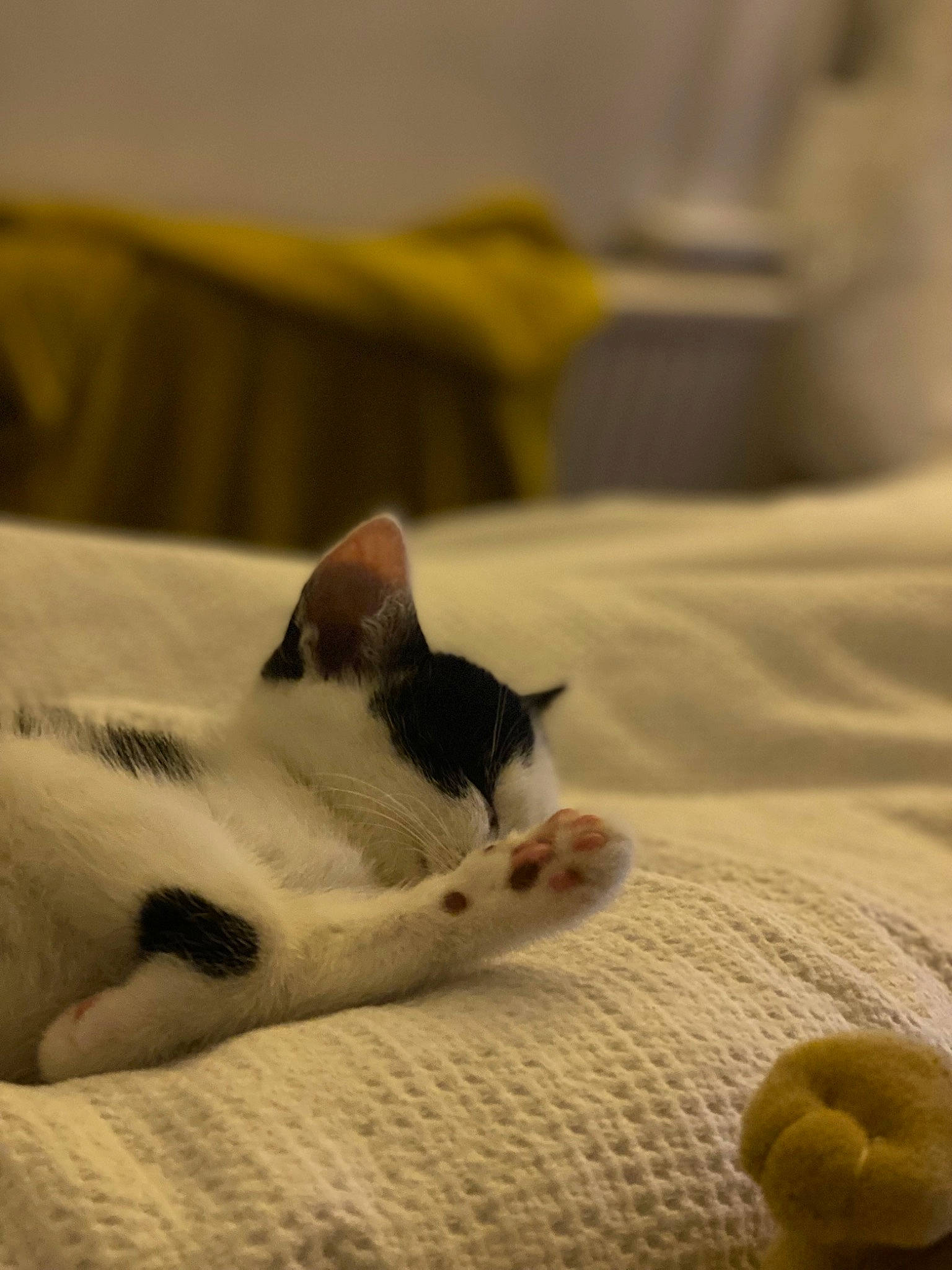 Bee joined the competition — help win amazing prizes! carnivore, cat, comfort, domestic_short_haired_cat, felidae, flooring, fur, hardwood, linens, nap, paw, room, sand, small_to_medium_sized_cats, tail, terrestrial_animal, whiskers, wood