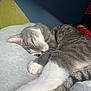 Nala participe au concours pour gagner de l'argent avec cette photo : cat, sleeping, gray, white, fur, paw, bed, blanket, indoor, cozy, resting, animal, pet, feline, soft, cute, calm, relaxed, whiskers, tail
