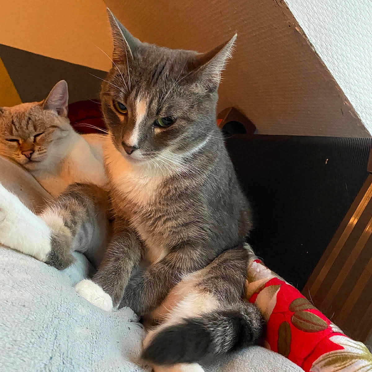 Nala a rejoint le concours — aidez-le/la à gagner de superbes lots ! animal, blanket, cat, cats, companion, cozy, cute, feline, fur, gray_cat, home, indoor, paw, pet, relaxed, resting, sleepy, tail, whiskers, white_cat