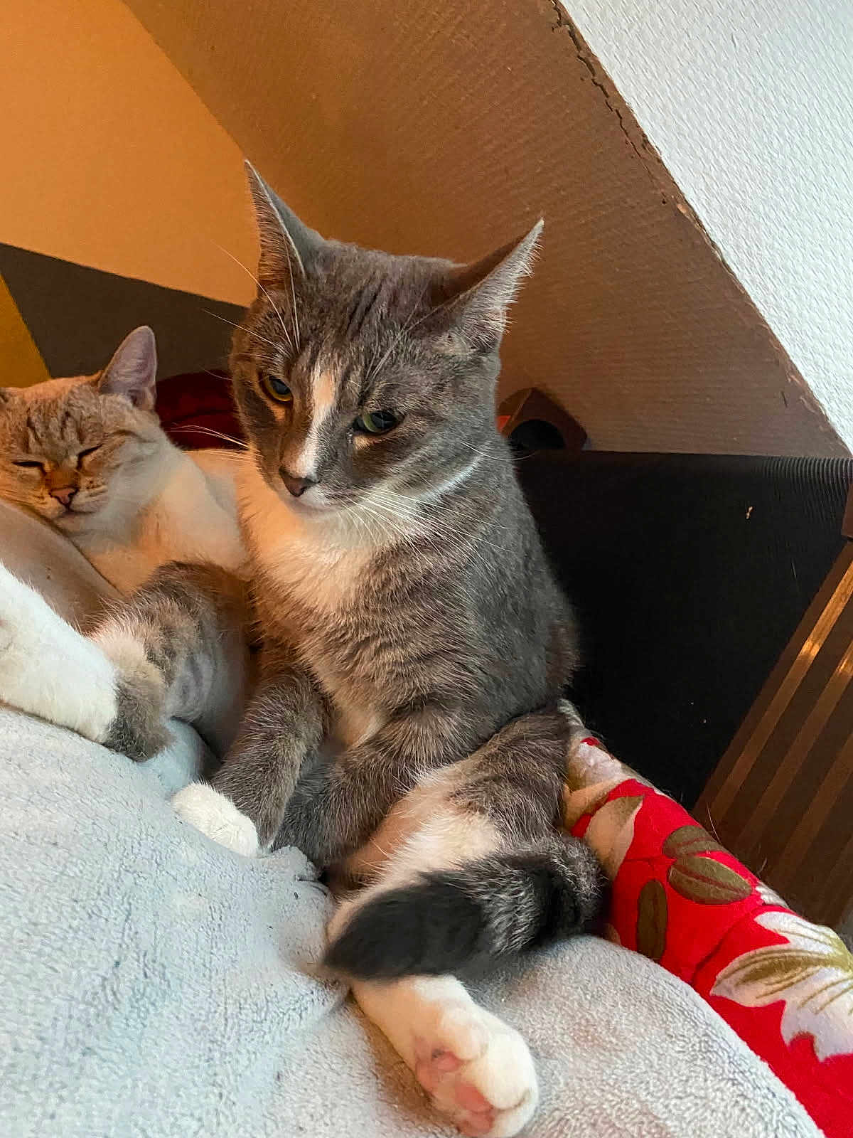 Nala a rejoint le concours — aidez-le/la à gagner de superbes lots ! cat, cats, gray_cat, white_cat, pet, animal, feline, indoor, cozy, blanket, relaxed, sleepy, fur, whiskers, paw, tail, home, resting, cute, companion