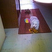 Dolly participe au concours pour gagner de l'argent avec cette photo : bichon, carnivoran, dog_breed_group, dog_like_mammal, floor, flooring, mammal, non_sporting_group, play, tail, vertebrate