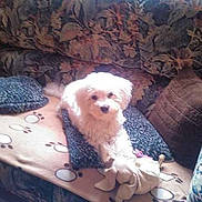 Dolly a rejoint le concours — aidez-le/la à gagner de superbes lots !