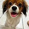 Cupidphy joined the competition — help win amazing prizes! dog, small_dog, cute, happy, tongue_out, pet, animal, fur, ears, floor, tile, white_fur, brown_fur, black_tips, close_up, portrait, friendly, indoors, smiling, canine