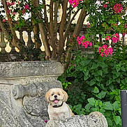 Thanos a rejoint le concours — aidez-le/la à gagner de superbes lots ! dog, small_dog, stone_bench, garden, flowers, pink_flowers, green_leaves, foliage, outdoor, happy, pet, nature, sunlight, plant, tree, shrub, tongue_out, cute, summer, smiling