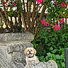 cute, dog, flowers, foliage, garden, green_leaves, happy, nature, outdoor, pet, pink_flowers, plant, shrub, small_dog, smiling, stone_bench, summer, sunlight, tongue_out, tree