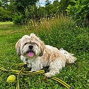 Thanos participe au concours pour gagner de l'argent avec cette photo : dog, grass, leash, tennis_ball, outdoor, greenery, flower, cloud, tree, tongue_out, pet, nature, canine, happy, playful, summer, park, fur, animal, daylight