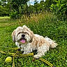 dog, grass, leash, tennis_ball, outdoor, greenery, flower, cloud, tree, tongue_out, pet, nature, canine, happy, playful, summer, park, fur, animal, daylight