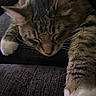 Miles is registered to the contest to win money with this photo: cat, tabby, sleeping, close_up, whiskers, paw, white_paw, fur, texture, resting, cozy, indoor, pet, animal, mammal, relaxed, napping, cute, feline, soft
