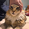 Miles joined the competition — help win amazing prizes! cat, hand, bed, indoor, feline, fur, white_paws, tabby, pet, animal, cute, fluffy, resting, human_hand, domestic, closeup, cozy, relaxed, funny_expression, portrait