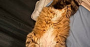 Miles is registered to the contest to win money with this photo: cat, fluffy, bed, bedding, paws, relaxed, indoor, feline, fur, sleepy, cozy, resting, striped, tabby, tail, whiskers, household, furniture, nightstand, comfort