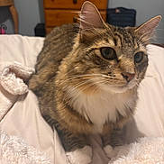 Miles is registered to the contest to win money with this photo: cat, tabby_cat, pet, animal, fur, whiskers, paws, bed, blanket, furniture, dresser, indoor, cozy, resting, cute, closeup, soft_texture, domestic, mammal, curious