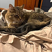 Miles joined the competition — help win amazing prizes! animal, bag, beige, blanket, brown, cat, cozy, fabric, feline, fur, indoor, pet, relaxed, resting, sleepy, soft, tabby, tail, whiskers, wooden_door